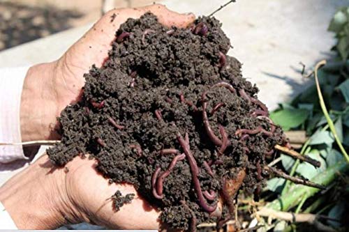 kechua compost