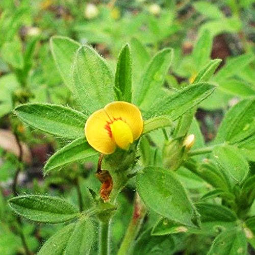 स्टाइलो बीज: सूखे में भी अपने खेत को पोषित करें