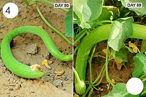 MYLAWN Armenian Long Cucumber Seed-A11K-120Seeds