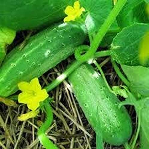 Plantogallery Live Green Cucumber Organic F1 Hybrid Seeds - Small Pack