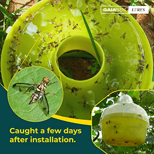 GAIAGEN मेलन फ्लाई ल्यूर कॉम्बो पैक - फेरोमोन ल्यूर मेलन फ्लाई (बैक्ट्रोसेरा कुकुर्बिटा) और इन्सेक्ट फ्लाई ट्रैप के लिए | शामिल है - 10 लालच और 10 जाल