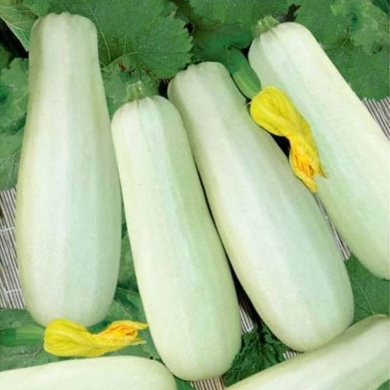 Radha Krishna Agriculture® Zucchini Vegetable Seeds | White Zucchini Seed For Your Home Garden Pack of 20 Gram Seeds