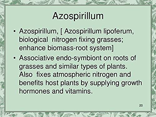 Azospirillum 2 Litre