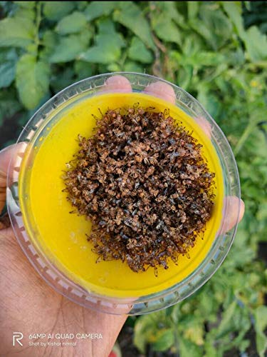हरित क्रांति फ्रूट फ्लाई ट्रैपर (फ्रूट फ्लाई फेरोमोन ट्रैप) एक एकड़ के लिए पूर्ण। 10 का पैक