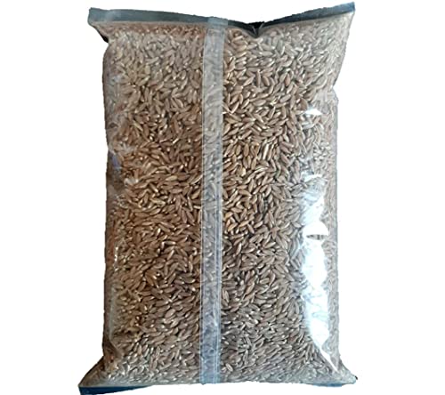 RANMEVA Way Back To The Origin Organic Emmer-Khapli-Long Wheat 2 kg, Low Gluten No Chemical fertilizers and pesticides Used