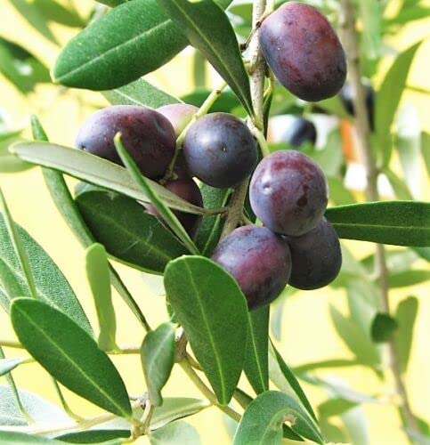 olive Plant seeds