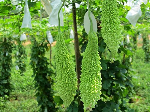 organic seeds online