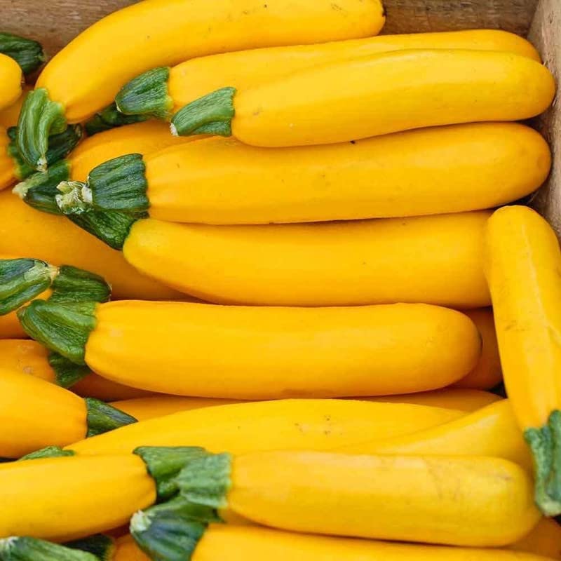 Radha Krishna Agriculture® Zucchini Vegetable Seeds | Yellow Zucchini Seed For Your Home Garden Pack of 30 Gram Seeds