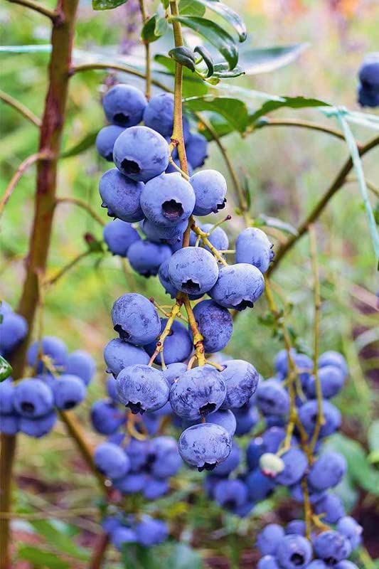 Ritz Farming® Blueberry fruit seeds | Blueberry fruit seeds For Your Garden and home planting Pack of 15 seeds