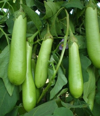 OMAXE BRINJAL Green Long Hybrid Variety !!Sold by RAUNAK SEEDS, Delhi !! !!AVG 30-50 Seeds X 2 Packs!!