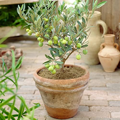 IXORA जैतून का फल (एयर लेयरिंग/ग्राफ्टेड) जीवित पौधे और पेड़ (1-1.5 फीट आकार)