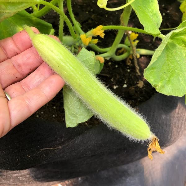 MYLAWN Armenian Long Cucumber / Snake Cucumber-A36K-120Seeds