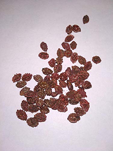 गोल्डन हिल्स फार्म® (एवीजी 50-300) बीज भारत में गोल्डन थाई ड्वार्फ पपीता