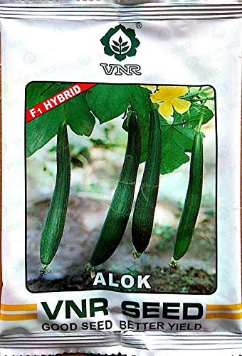 वीएनआर सीड्स एफ1 हाइब्रिड स्पंज लौकी (गिल्खी), आलोक, 50 ग्राम