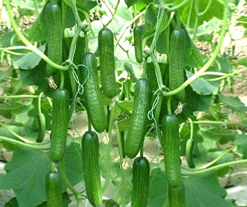 Creative Farmer Hybrid High Yield Green Cucumber SEDONA Seeds for Terrace Top Gardening 20 Nos