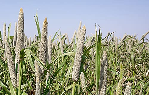 EYWA देसी बाजरा बीज (कृषि उत्पाद) बुवाई, खेती और कृषि के लिए (खेती खेती) (10 Kg)