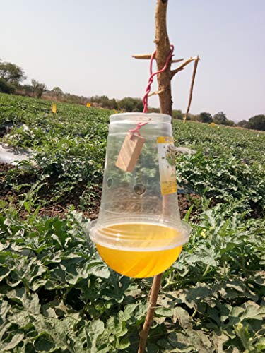 फ्रूट फ्लाई ट्रैप 10 नग