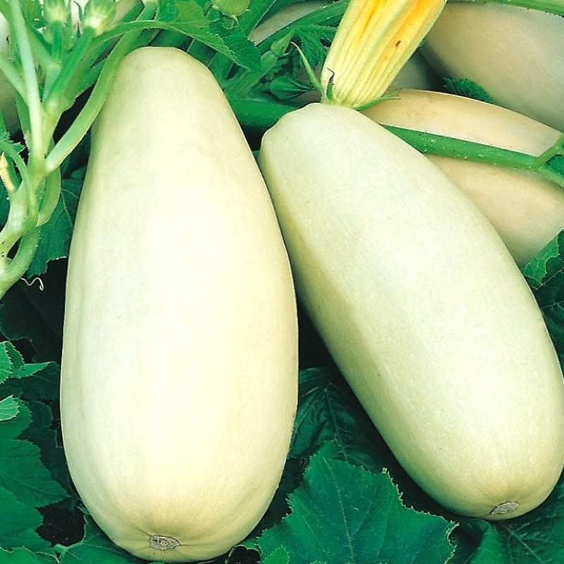 Radha Krishna Agriculture® Zucchini Vegetable Seeds | White Zucchini Seed For Your Home Garden Pack of 20 Gram Seeds