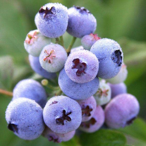 Ritz Farming® Blueberry fruit seeds | Blueberry fruit seeds For Your Garden and home planting Pack of 15 seeds
