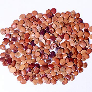 Syed Garden Gliricidia Seeds: Sow the Seeds of Prosperity on Your Land