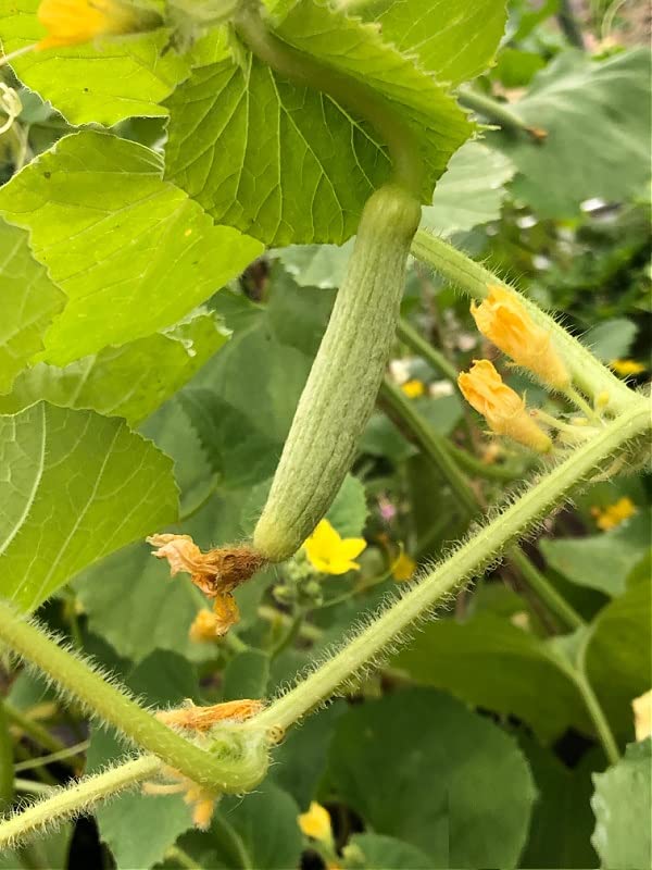 MYLAWN Armenian Long Cucumber / Snake Cucumber-A36K-120Seeds