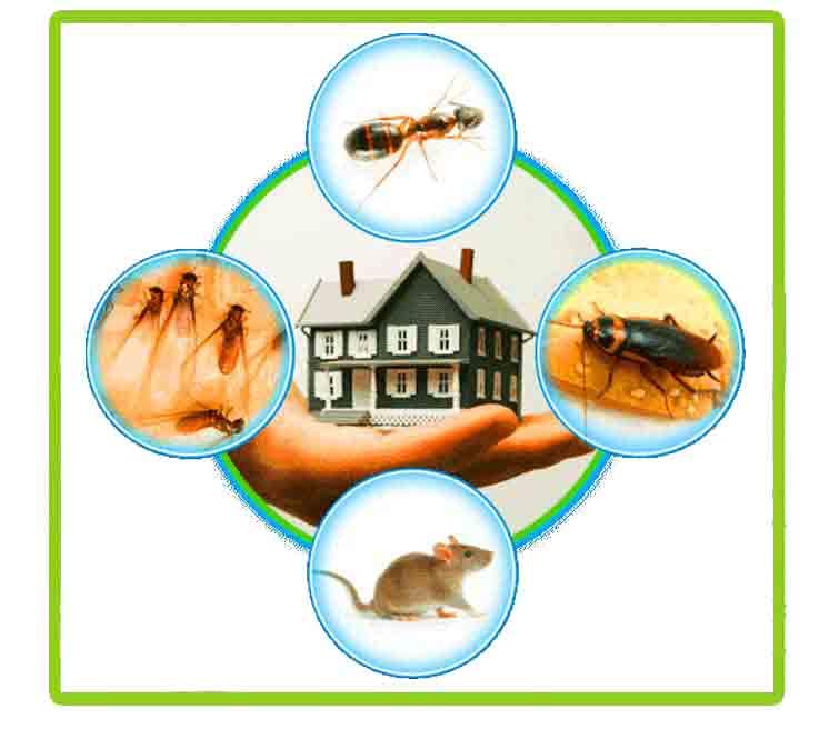 सैकडोर सुपर इमिडाक्लोप्रिड 100 एमएल (इमिडाक्लोप्रिड 30.5% एससी) चूसने वाले कीट एफिड्स, जैसिड्स, थ्रिप्स, सफेद मक्खी और दीमक का व्यवस्थित कीटनाशक नियंत्रण शक्तिशाली (3 का पैक)