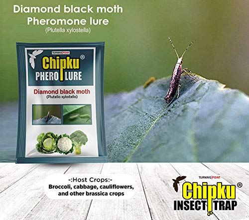 Cabbage, flower, brokolli moth lure 10 nos