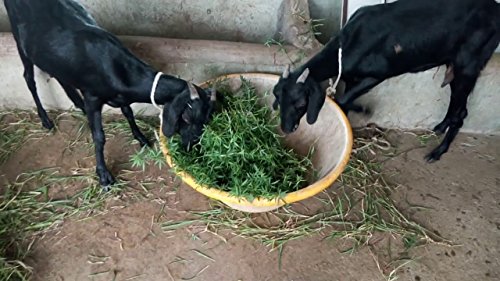 स्टाइलो बीज: सूखे में भी अपने खेत को पोषित करें
