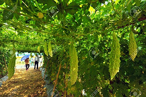 LIVE GREEN Vegetable Seeds | Bitter Gourd/Karela | F1 Hybrid | Organic Seeds | For Home And Kitchen Garden | (Pack 1 pkt 10 seeds each), (PLSDBL020)