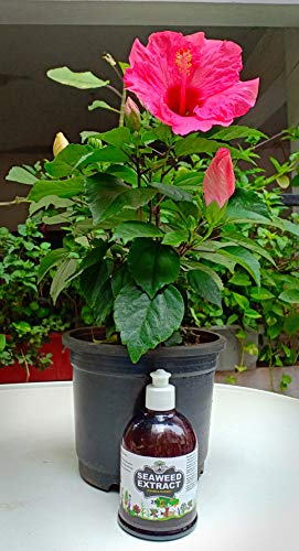 Plants & Roots Seaweed Extract Liquid Organic Fertilizer for All Indoor and Outdoor Plants -with Easy Squeeze Bottle (250 ml)