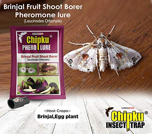 Chipku- Pheromone Water Trap with Lure Lucinodes orbonalis Pack of (10)