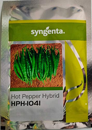 Syngenta मिर्च HPH-1041, हाईब्रिड क्वालिटी हॉट पेपर, 1500SD