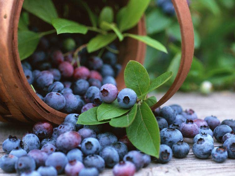 Ritz Farming® Blueberry fruit seeds | Blueberry fruit seeds For Your Garden and home planting Pack of 15 seeds