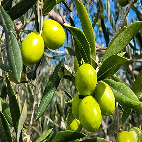 IXORA जैतून का फल (एयर लेयरिंग/ग्राफ्टेड) जीवित पौधे और पेड़ (1-1.5 फीट आकार)