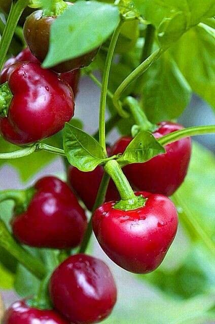 Radha Krishna Agriculture® Imported cherry Chilli seeds |vegetable seeds For Your Home & kitchen Gardening Pack of 5 grm