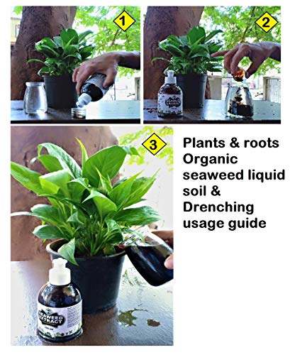 Plants & Roots Seaweed Extract Liquid/Seaweed Fertilizer/Seaweed Organic Fertilizer for All Indoor and Outdoor Plants -with Easy squezze Bottle (100 ml)