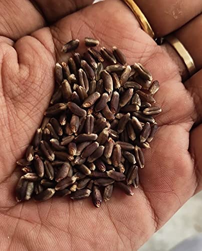 EYWA Punjab खेती और बुवाई के लिए प्राकृतिक काले गेहूं के बीज (5 KG)