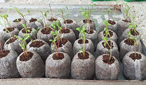 हम हाइड्रोपोनिक्स कोको पेलेट्स 50mm - 280pc का सेट, जिफी मेड, मिट्टी रहित अंकुरण माध्यम, कोको डिस्क