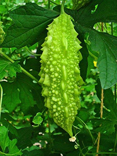 LIVE GREEN Vegetable Seeds | Bitter Gourd/Karela | F1 Hybrid | Organic Seeds | For Home And Kitchen Garden | (Pack 1 pkt 10 seeds each), (PLSDBL020)
