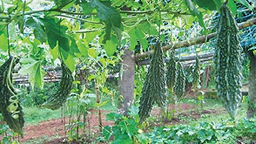 online seeds of karela