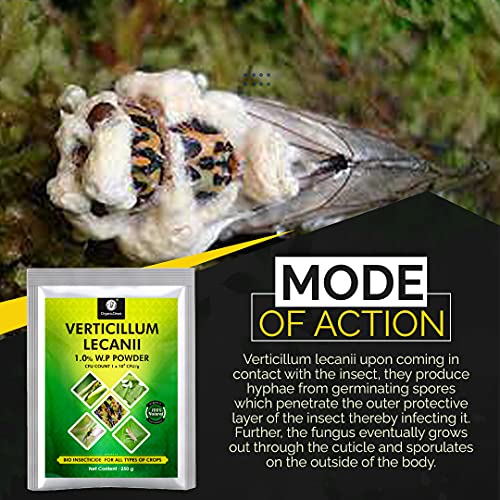 OrganicDews Verticillium lecanii (1x10^8 CFU/g) (250 g) for Plants - Against Sucking Insects Like Aphids, Thrips and Whiteflies 250 g