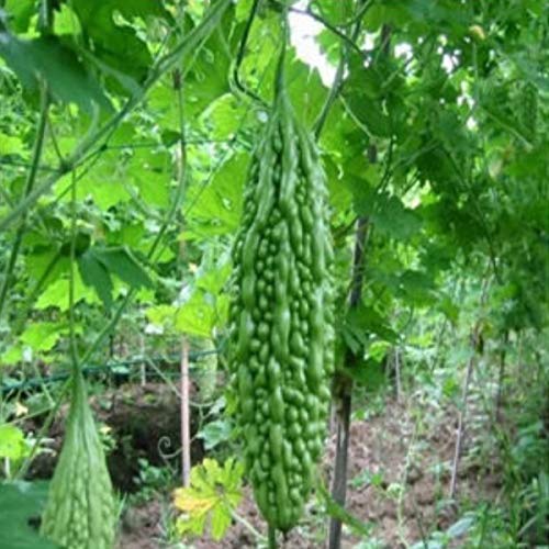 vegetable seeds online