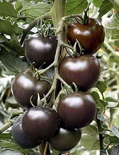 Tomato Black Pearl Light Colored and Close to Purple 10 Seeds x 50 Packets by Seedscare India