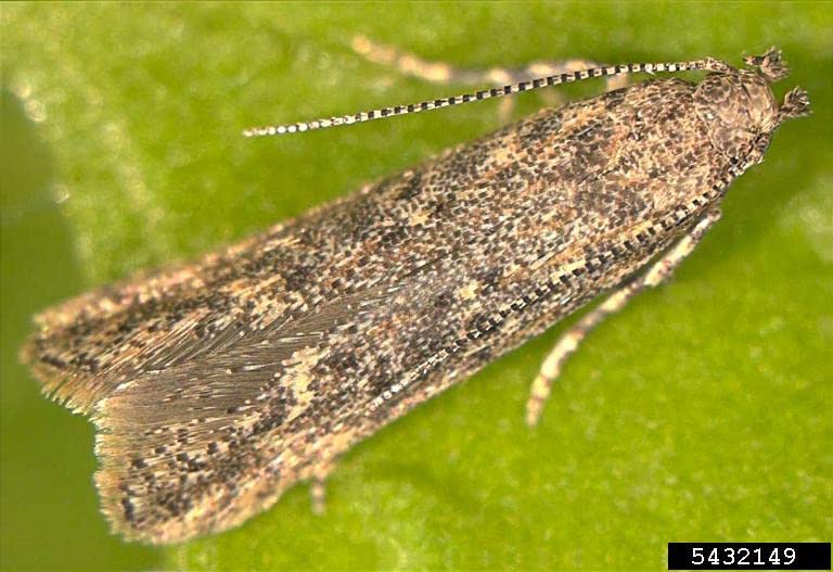 tomato leaf miner moth