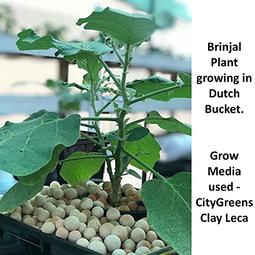 City Greens Dutch Bucket Hydroponic System Or Bato Bucket - for Vining Crops | Tomatoes | Cucumber | Pepper | Brinjal etc - Set of 5 (Colour Black).