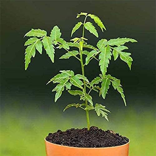 गार्डेनिका - नीम तेल - प्राकृतिक पौधों की देखभाल के लिए जैविक कीटनाशक। (1 लीटर)