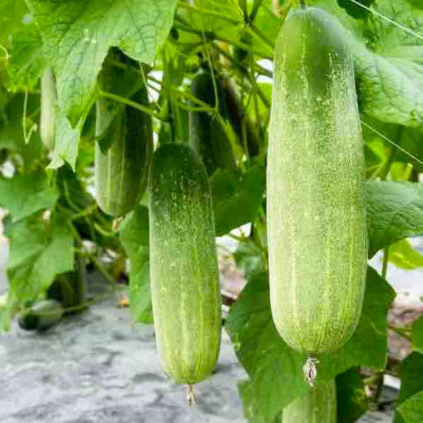 Optimal Seeds Salad Cucumber Vegetable Seeds