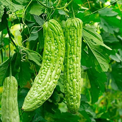 Udanta Seeds Karela – Bitter Gourd F1 Hybrid Vegetable Seeds For Home Gardening Pack Of 20 Seeds