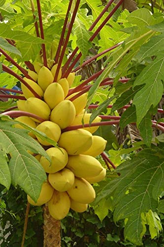 गोल्डन हिल्स फार्म® (एवीजी 50-300) बीज भारत में गोल्डन थाई ड्वार्फ पपीता
