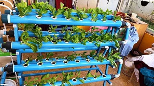 एग्रो एक्सपर्ट्स 64 प्लांटर हाइड्रोपोनिक एनएफटी किट (500 रुपये मूल्य का फ्री फ्रूट बूस्टर और हाइड्रोपोनिक्स पर फ्री कोर्स)